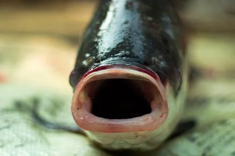 Caught fish on net with big mouth from village pond Foto stock