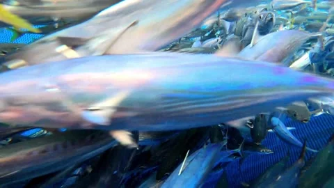 Caught fish in nets from deep blue ocean. Industry thrives on caught fish. 스톡 동영상 280328094