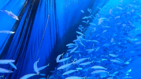 Caught fish in nets from deep blue ocean. Industry thrives on caught fish. 库存影片 280328213