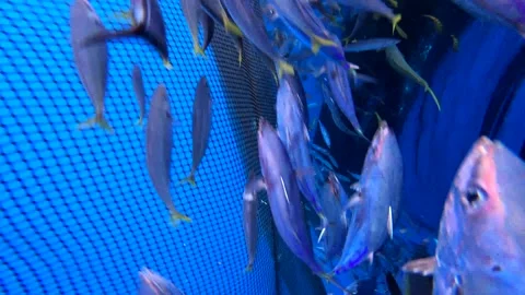 Caught fish in nets from deep blue ocean. Industry thrives on caught fish. 库存影片 280328219