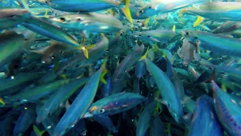 Caught fish in nets from deep blue ocean. Industry thrives on caught fish. 库存影片 280328313