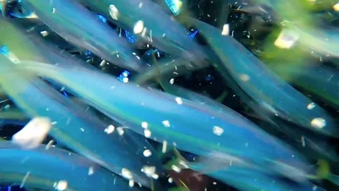 Caught fish in nets from deep blue ocean. Industry thrives on caught fish. 스톡 동영상 280328324