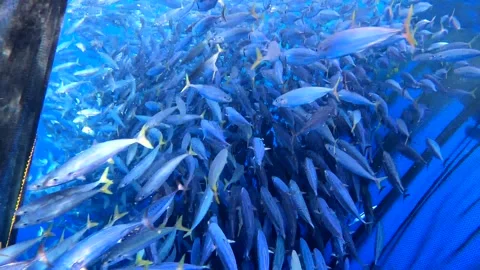 Caught fish in nets from deep blue ocean. Industry thrives on caught fish. Vidéo 280328326