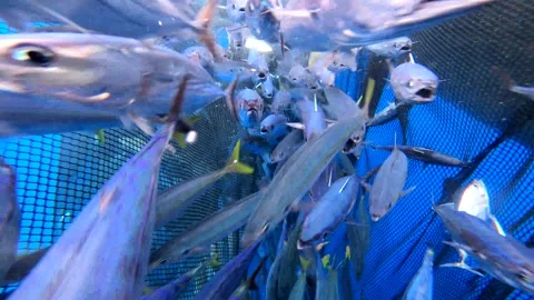 Caught fish in nets from deep blue ocean. Industry thrives on caught fish. 库存影片 280328375