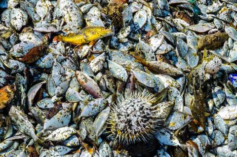 Caught fish Stock Photos