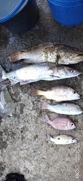 Caught fish 스톡 사진