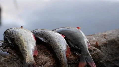 Caught fish from the river Stock Footage 223330896