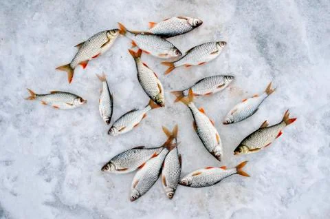Caught fish roach with Rudd lie on the white snow of the lake. Background. To Stock-Fotos