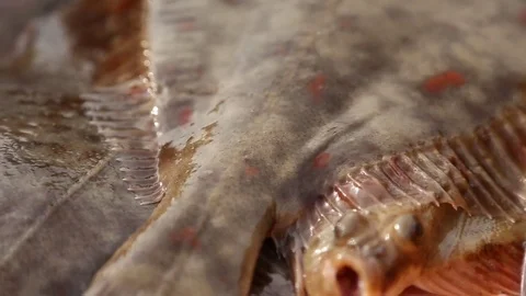 Caught fish in the shipping boat Stock Footage 85306385