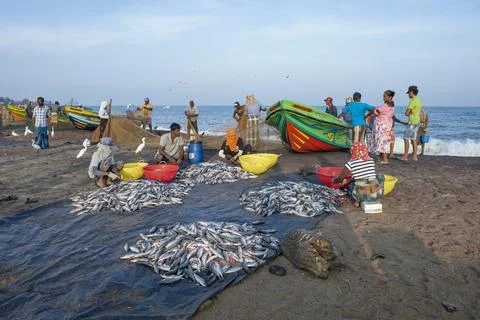 Caught fish sorting on the ocean shore on a sunny morning. Negombo Stock Photos