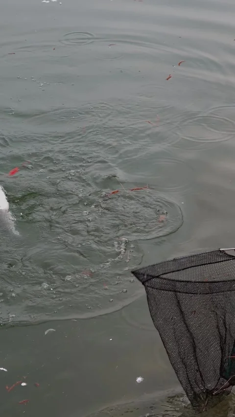 Caught fish splashing on water surface on hook. Active sport fishing on lake Stock Footage 330787604
