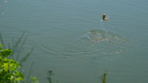 Caught Fish Struggling on River Surface and Float Swinging in Air Stock Footage 328356986