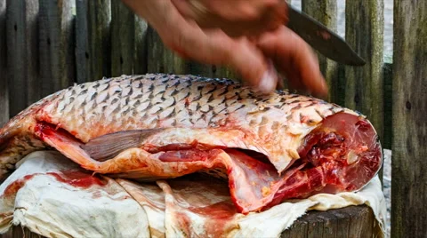 Caught fish on the stump is cut with a sharp knife. carp sea. Stock Footage 64885580