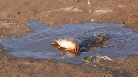 Caught fish twitches on the shore, the catch is washed with water. Stock Footage 249725081