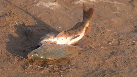 Caught fish twitching on the shore. Stock Footage 249725086