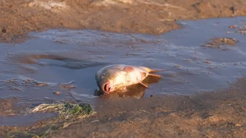 Caught fish twitching on the shore. Stock Footage 251571907