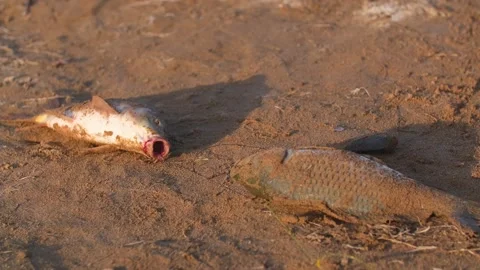 Caught fish twitching on the shore. Stock Footage 251576024