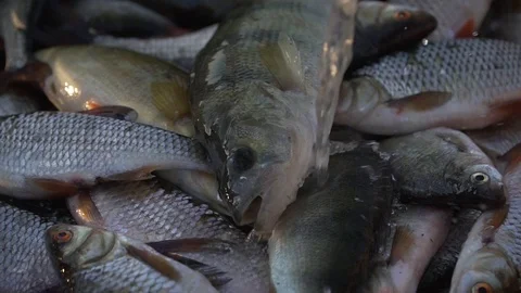 Caught fish in wicker basket Stock Footage 124857087