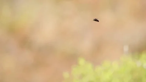 Caught in flight insect are the best Stock-Footage 119405523