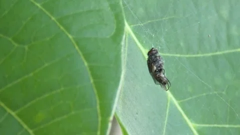 Caught fly wrapped in spider silk thread on leaf Video stock 345735403