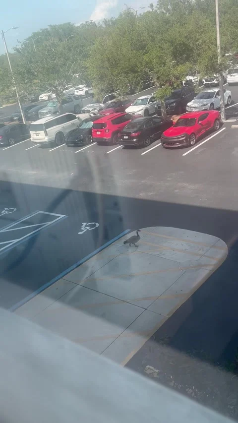 Caught Leaving Work Early, Largo, Florida, USA - 05 May 2025 Stock Footage 310048917