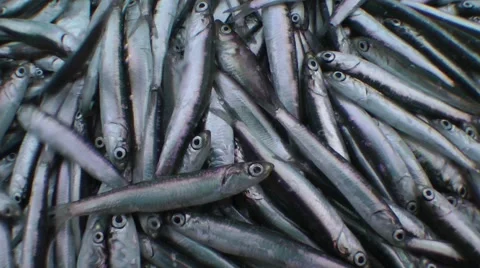 The caught live fish on the deck of the ship. Stock Footage 63109777