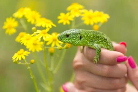Caught Lizard Stockfoto's