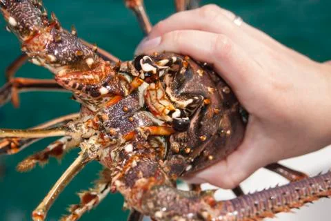 The caught lobster.Republic of Сuba. Stock-Fotos