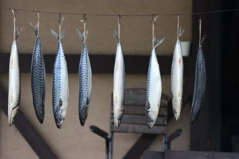 Caught mackerel fish, prepared for drying. Stock Photos