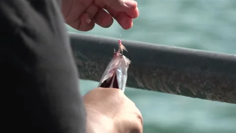 Caught Mackerel Fish Still On Hook - Removing Hook Stock Footage 207331988