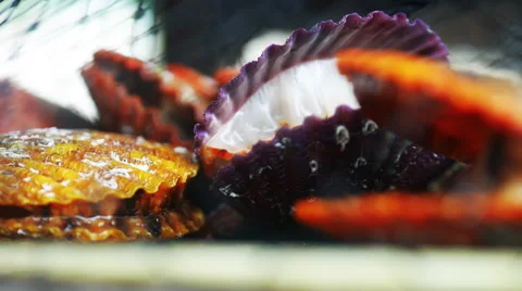 Caught Mussels - Open Shells - 02 - Very Close-Up Stock Footage 53419343