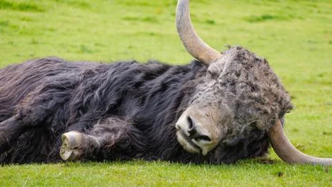 Caught Napping Stock Photos