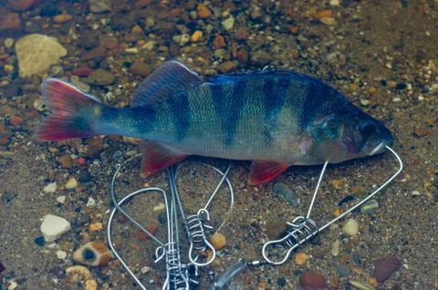 Caught perch in Fish Stringer in clear water floats over the rocks at the bot Stock Photos