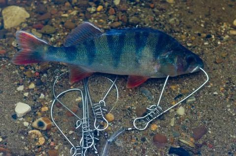 Caught perch in Fish Stringer in clear water floats over the rocks at the bot Stock Photos