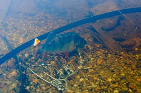 Caught perch in Fish Stringer in clear water floats among the pieces of iron Stock Photos