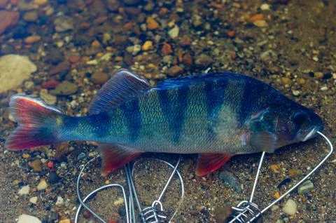 Caught perch in Fish Stringer in clear water floats over the rocks at the bot Stock-Fotos
