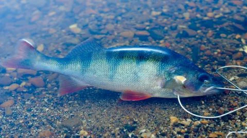 Caught perch in Fish Stringer  in clear water floats over the rocks at the bo Foto stock