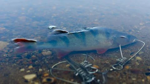 Caught perch in Fish Stringer  in clear water floats over the rocks at the bo Stock Photos
