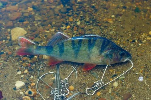 Caught perch in Fish Stringer  in clear water floats over the rocks at the bo Stock-Fotos