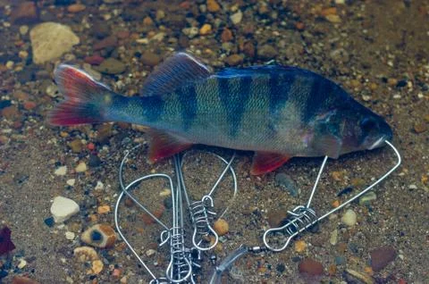 Caught perch in Fish Stringer in clear water floats over the rocks at the bot Stock-Fotos