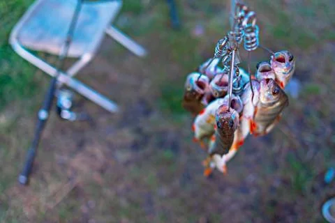 Caught perch on a Fish Stringer face down on a grass background on a fishing. Stock Photos