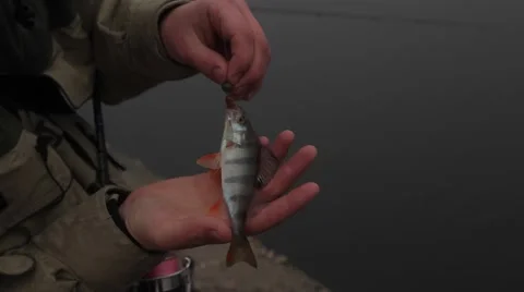 Caught perch Video stock 48907027