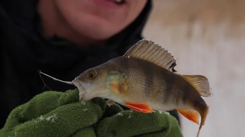 Caught perch 動画素材 49194043