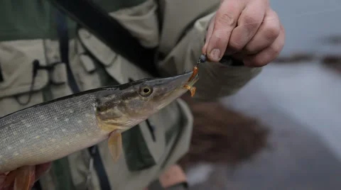 Caught pike Video stock 48895884
