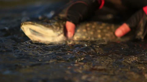 Caught pike Stock Footage 49819498