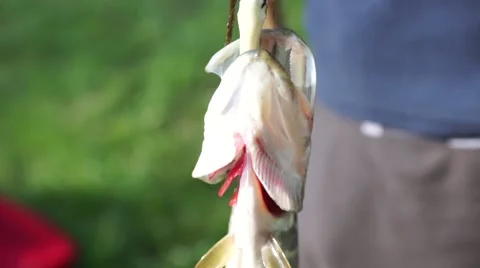 Caught pike it is hanging on the line Stock Footage 63431491