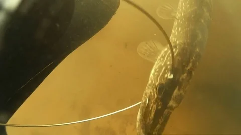 Caught pike under water. Spearfishing. Stock Footage