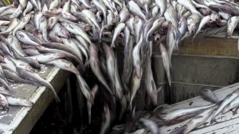  The caught pollock rolls down from the deck into the hold Stock Footage 161352137