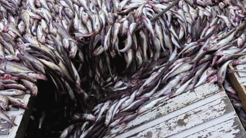 The caught pollock rolls down from the deck into the hold.  Stock Footage 161353445