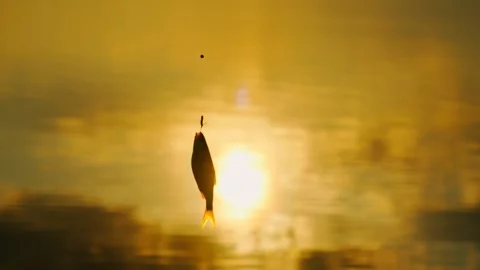 A caught roach on a hook in the rays of the setting sun on the lake shore. Vidéo 334646833